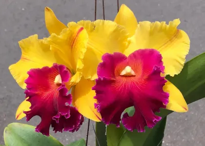 Rhyncholaeliocattleya Yingluck Smile 'New Day'