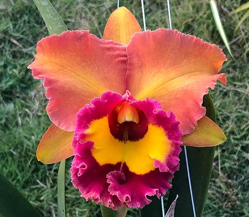 Rhyncholaeliocattleya Chomthong Fancy x Chunyeah