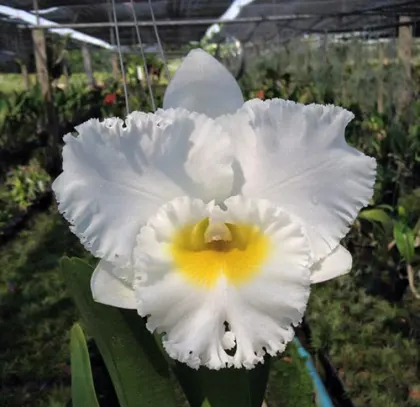 Rhyncholaeliocattleya Shinaphat Diamond 'White Swan'