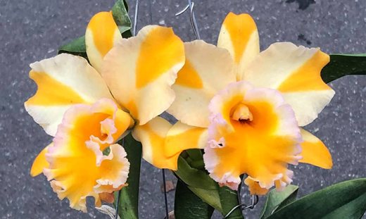 Rhyncholaeliocattleya Yen 24 Fresh x Nell Hammer