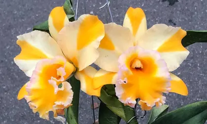 Rhyncholaeliocattleya Yen 24 Fresh x Nell Hammer