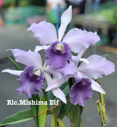 Rhyncholaeliocattleya Mishima Elf