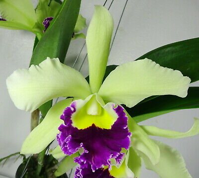 Rhyncholaeliocattleya Pathum Green