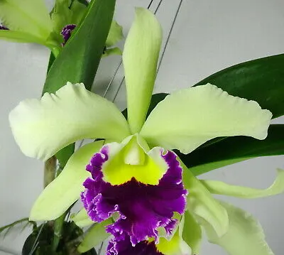 Rhyncholaeliocattleya Pathum Green