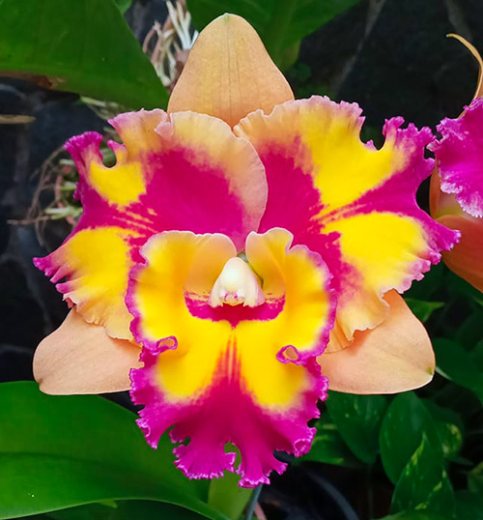 Rhyncholaeliocattleya Rungnapha Fancy 'Warm Welcome'