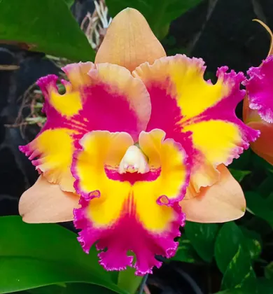 Rhyncholaeliocattleya Rungnapha Fancy 'Warm Welcome'