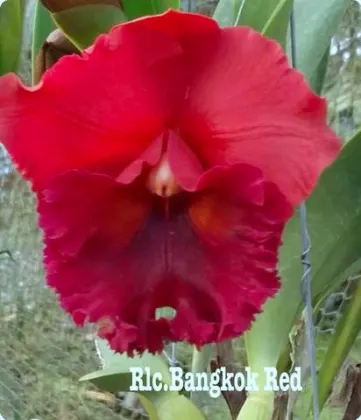 Rhyncholaeliocattleya Bangkok Red