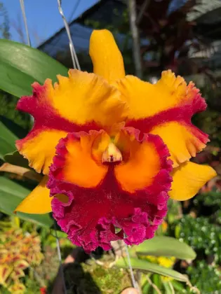 Rhyncholaeliocattleya Siam Fancy 'Scarlet Needle'