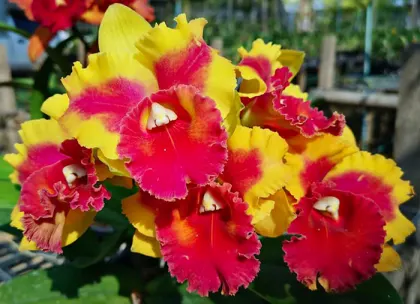 Rhyncholaeliocattleya Siam Fancy