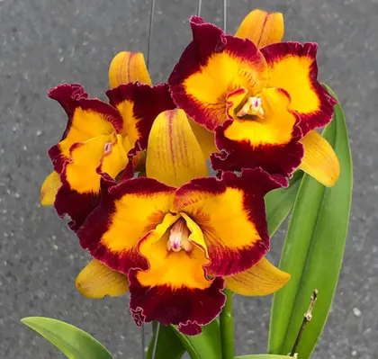 Rhyncholaeliocattleya Yen 24 Face x Shinshiang Diamond