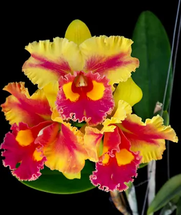 Rhyncholaeliocattleya Chomthong Fancy x Siam Fancy