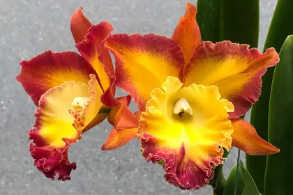 Rhyncholaeliocattleya Suvarnabhumi Magic x Chomthong Fancy
