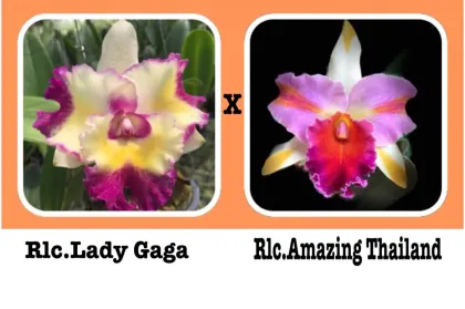 Rhyncholaeliocattleya Lady Gaga x Amazing Thailand