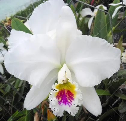 Cattleya mossiae semi-alba (CR)