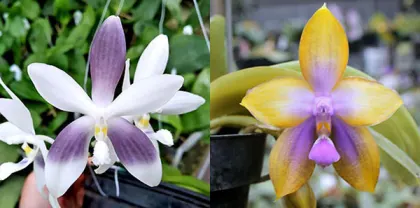 Phalaenopsis speciosa coerulea #3 x Phalaenopsis Mituo GH King Star #16