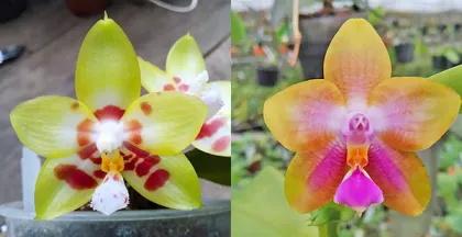 Phalaenopsis Chienlung Sweet Heart 'Green' x Phalaenopsis Mituo GH King Star #31