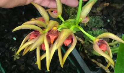 Bulbophyllum aeolium