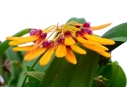 Bulbophyllum retusiusculum