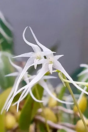 Bulbophyllum kwangtungense (variegata leaf)
