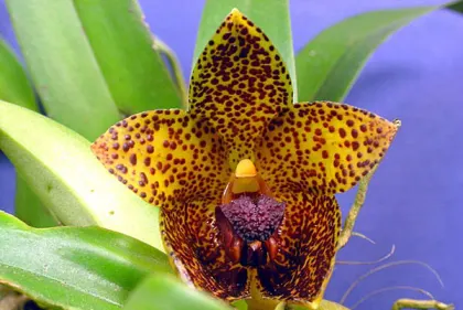 Bulbophyllum glebulosum