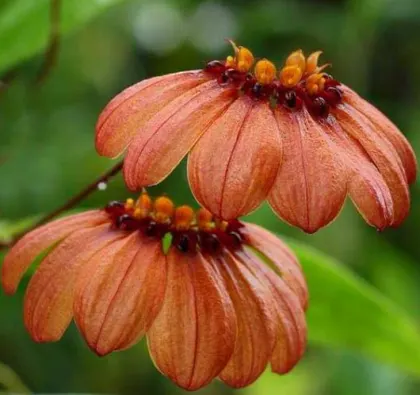 Bulbophyllum masterianum