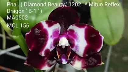 Phalaenopsis Mituo Reflex DD 'Black Tiger'