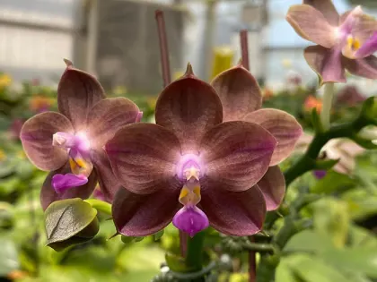 Phalaenopsis Mituo 24 Solar Terms 'Black  Angel'