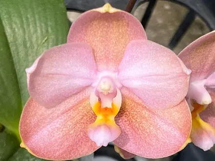 Phalaenopsis Mituo Golden Pink 'Rose Gold'