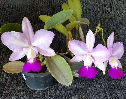 Cattleya walkeriana suave 'Priscila' x 'Tokio'