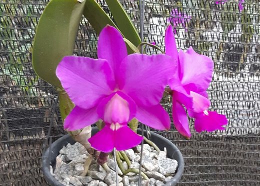 Cattleya walkeriana tipo '2001' x 'Impecavel'
