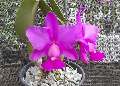 Cattleya walkeriana tipo '2001' x 'Impecavel'