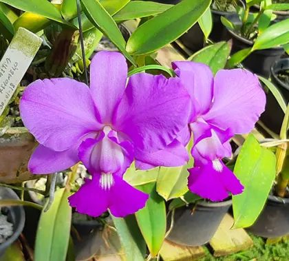 Cattleya walkeriana tipo 'Dinastia' x 'Recomeco'