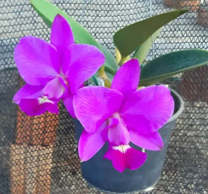 Cattleya walkeriana tipo 'JCB02' x tipo 'A15'