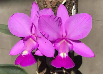 Cattleya walkeriana tipo 'Quase Igual' x 'Jose Bueno'