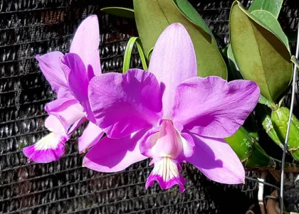 Cattleya nobilior concolor 'Priscila' x tipo 'Caliman'