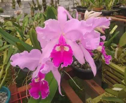 Cattleya warscewiczii 'KL' x self