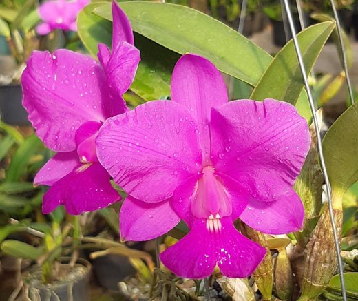 Cattleya walkeriana tipo 'Labelao' x 'Aroeira'