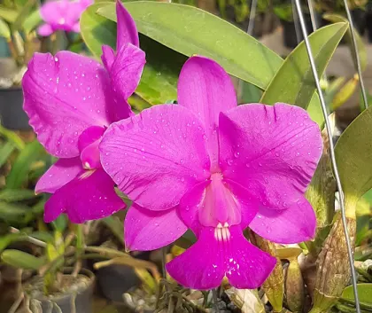 Cattleya walkeriana tipo 'Labelao' x 'Aroeira'