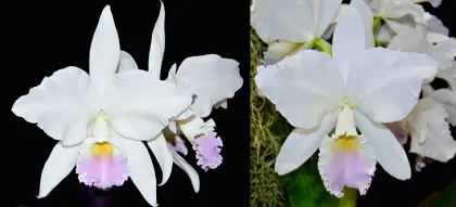 Cattleya labiata amesiana 'Gracinda de Almeida' x amesiana 'Castro'