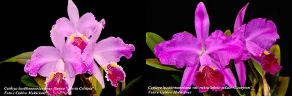 Cattleya lueddemanniana var flamea 'Maria Cristiana' x rubra 'Scorpion'