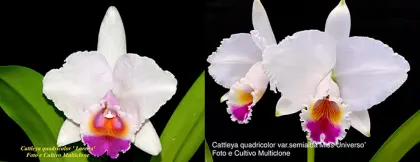 Cattleya quadricolor semi-alba 'Lorena' x 'Miss Universo'
