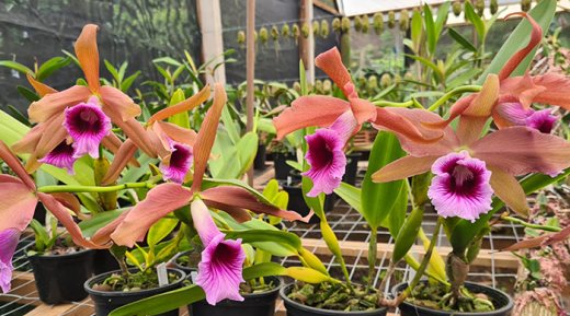 Laelia tenebrosa 'Caliman' x self