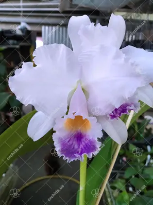 Cattleya trianae coerulea 'Caliman'