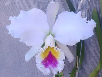 Cattleya gaskelliana semi-alba 'Rainha dos Belgas' x self