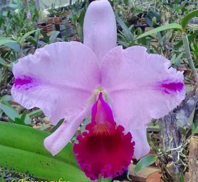 Cattleya trianae rubra 'Caliman' x flamea 'Caliman'