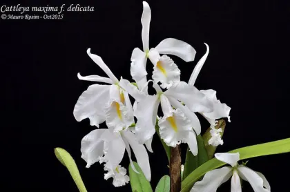 Cattleya maxima delicata