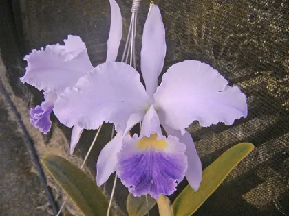 Cattleya warneri coerulea 'Minha' x 'Caroline'