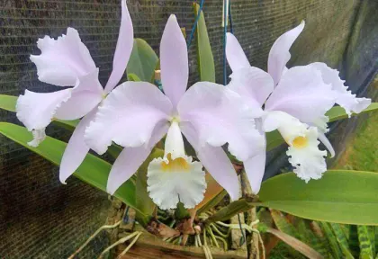 Cattleya warneri albescens 'Santa Teresa' x self