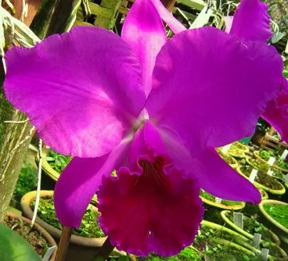Cattleya labiata rubra integra orlata (Caliman) x labiata rubra integra orlata pincelada
