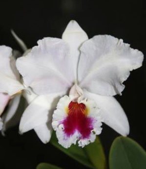 Cattleya labiata semi-alba 'Mario Arruda' x 'Garganta Escura'